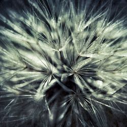 Full frame shot of dandelion