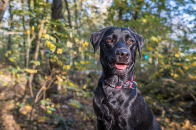Close-up of black dog