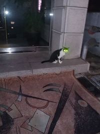 High angle view of a cat