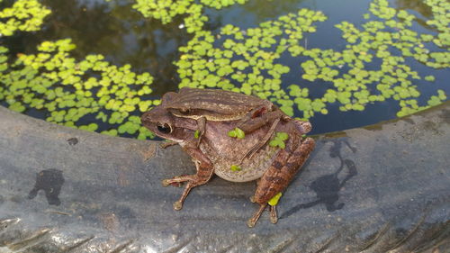 High angle view of frog on plant