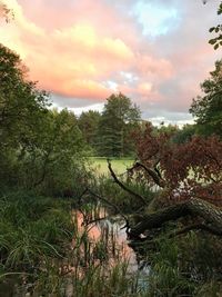 Reflection of trees in pond