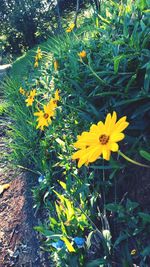 Close-up of yellow flowers blooming on field