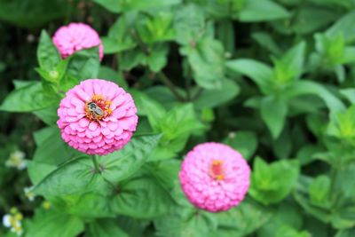 Close-up of pink flowers