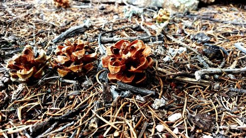 Close-up of dry leaves on field