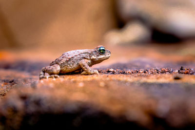 Close-up of lizard