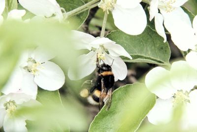 Close-up of bee pollinating flower