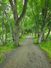 Road amidst trees in forest