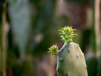 Close-up of plant