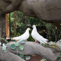 Close-up of white bird perching on wood