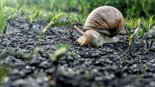 Close-up of snail on land