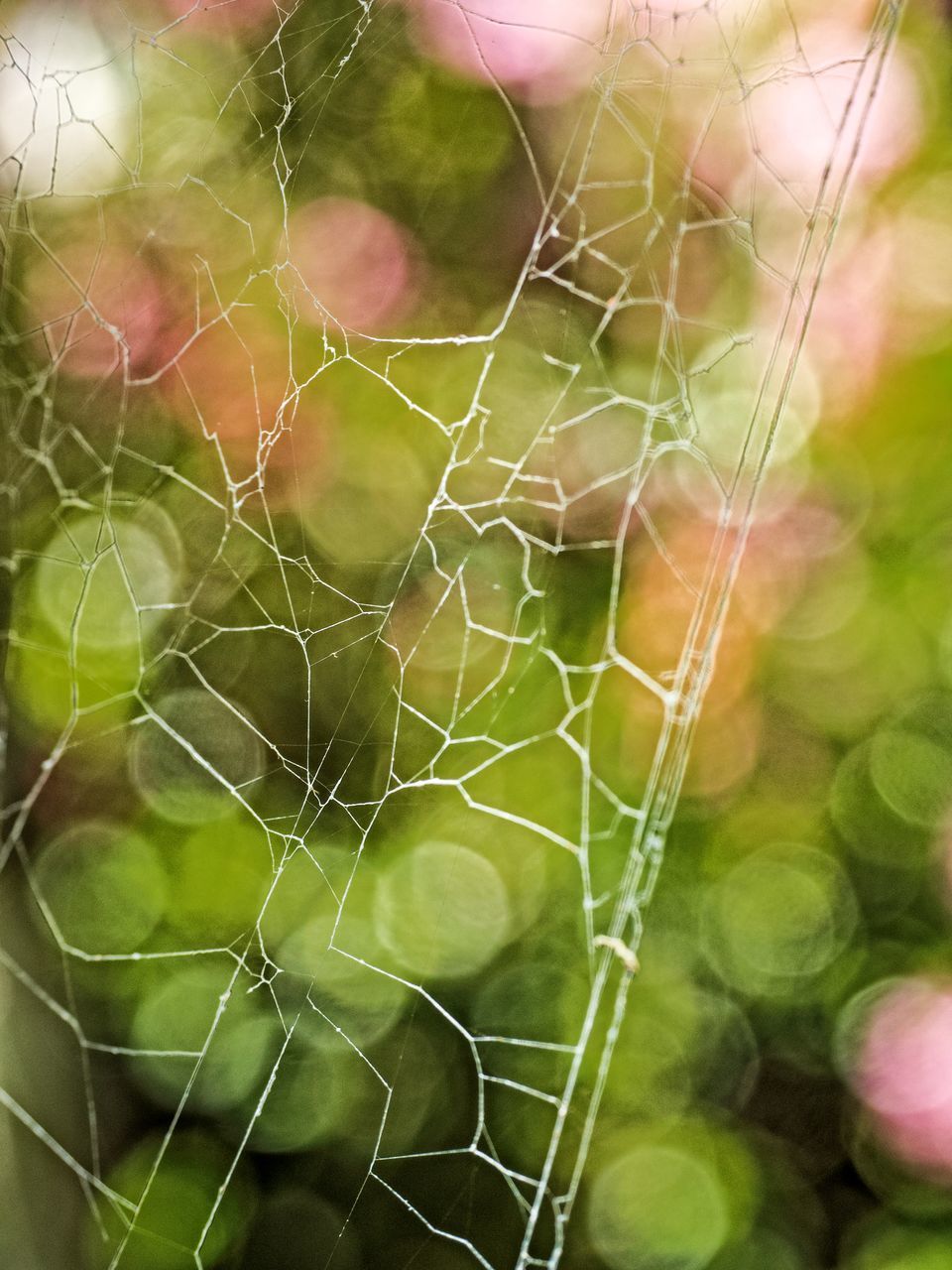 CLOSE-UP OF SPIDER WEB ON GREEN LEAF