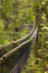 View of redwood tree top walks, in redwoods whakarewarewa forest. 