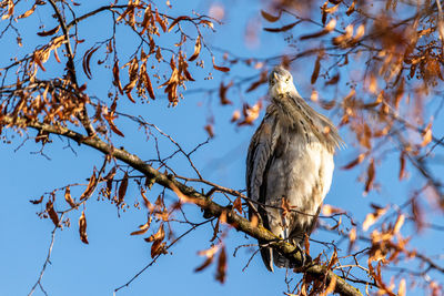 Low angle view of eagle perching on tree