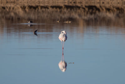 Flamingo standing in lake