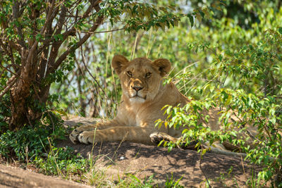 Close-up of lioness lying under shady bushes