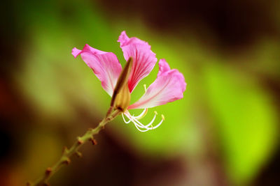 Close-up of pink flowering plant
