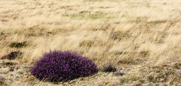 Close-up of purple flowering plants on land