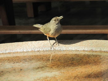 Close-up of bird perching outdoors