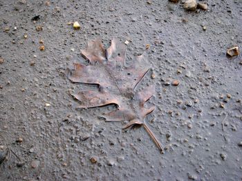 High angle view of maple leaf on sand