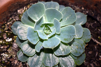 High angle view of succulent plant on field