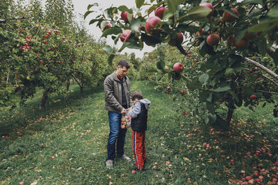 Father carrying plastic bag for son while picking apples from fruit trees at farm