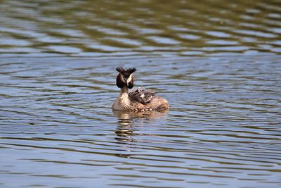 Great crested grebe with young chick on lake