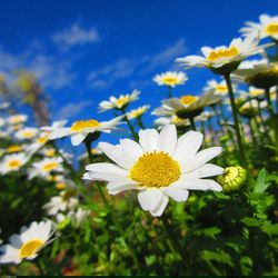 Close-up of cosmos flowers blooming against sky