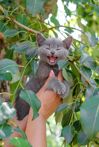 Midsection of person holding cat plant