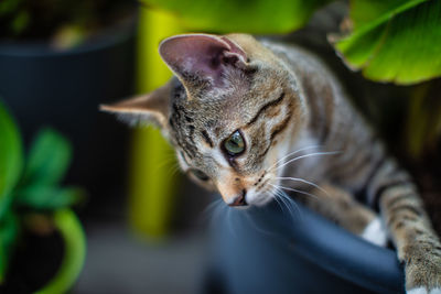 Close-up of a cat