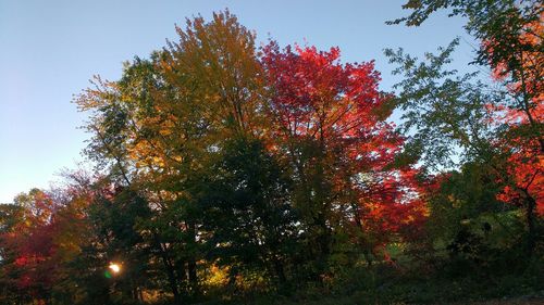 Low angle view of autumn trees