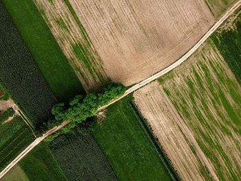 High angle view of corn field