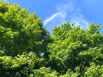 Low angle view of trees against sky on sunny day