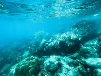 Aerial view of coral swimming in sea