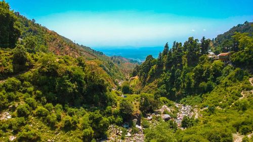 Scenic view of forest against sky