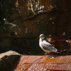 Close-up of seagull perching on rock