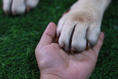 Close-up of a hand holding a rabbit