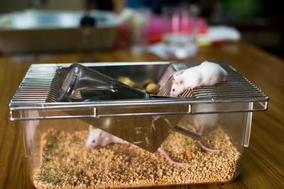 Close-up of mice feeding on food in container