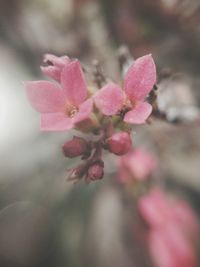 Close-up of pink flowers