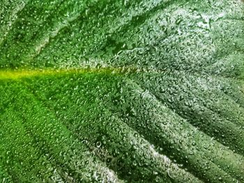 Full frame shot of raindrops on grass