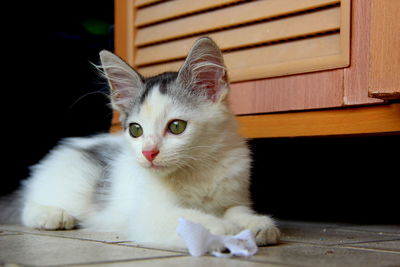 Close-up portrait of cat sitting