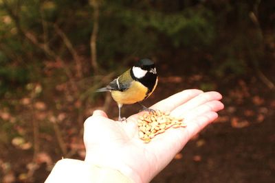 Close-up of hand holding bird