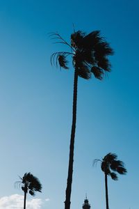 Low angle view of palm tree against clear sky