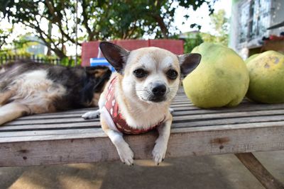 Portrait of dog on bench