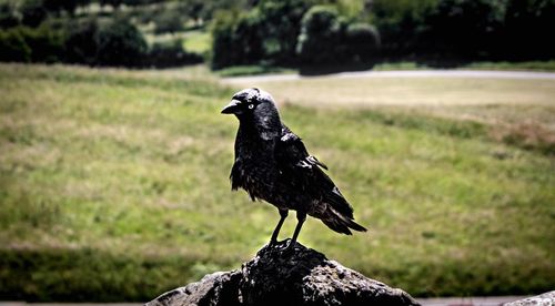 Black bird perching on rock