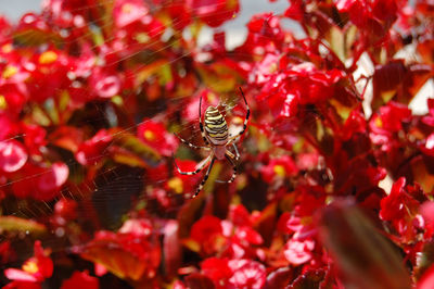 Close-up of spider on web against red leaves