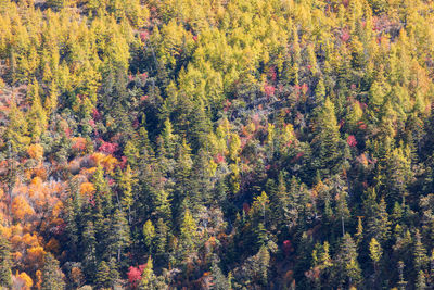 High angle view of pine trees in forest during autumn