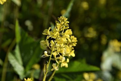 Close-up of yellow flowering plant