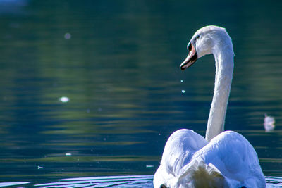 Swan swimming in lake