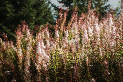 Close-up of flowering plants in forest