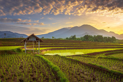 Scenic view of field against sky during sunset